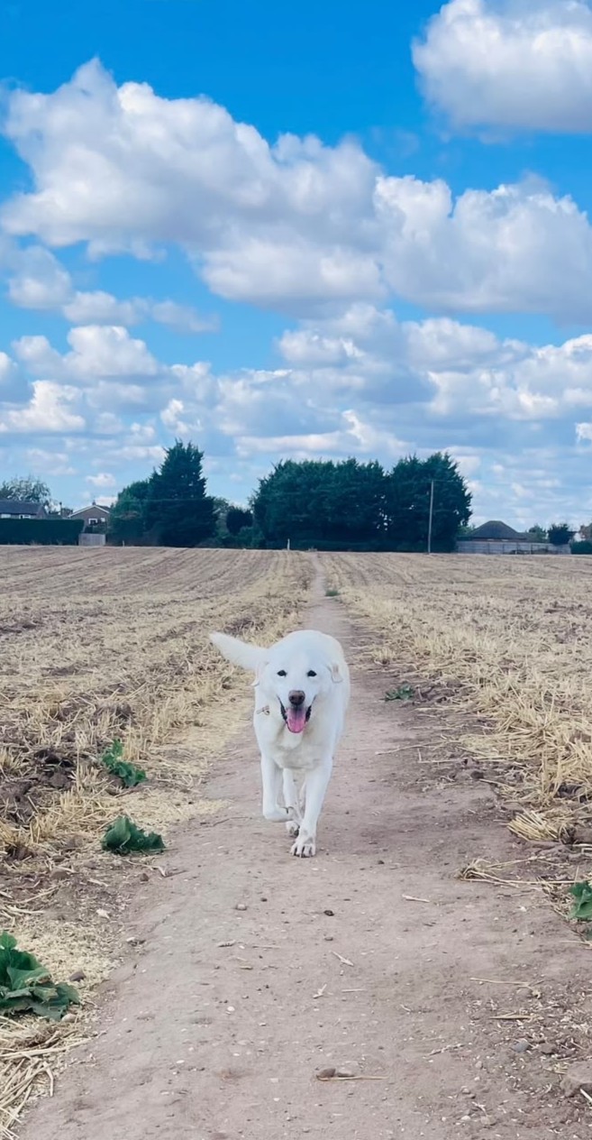 A white dog happily running towards the camera along a countryside path